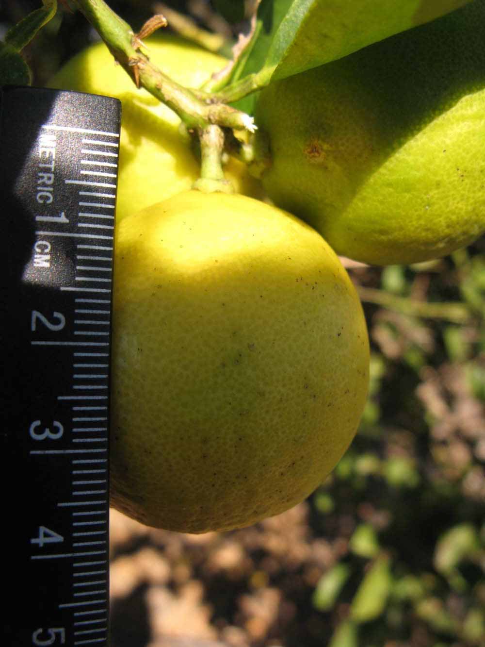            Fruit (Key, Winter Haven, FL)   